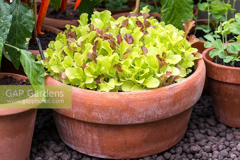 Laitue perpétuelle, à couper et revenir, plantée dans un pot en terre cuite. RHS Chelsea Flower Show 2015