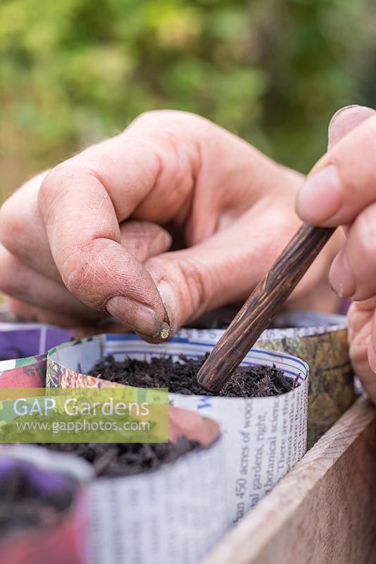 Semer des graines de Lathyrus latifolius dans des pots de plantation de journaux biologiques