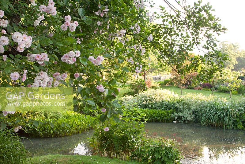 Rosa Noisette Blush surplombant l'étang dans le jardin de campagne d'été. Galerie Bradness, East Sussex. Propriétaires: Artistes Michael Cruickshank et Emma Burnett