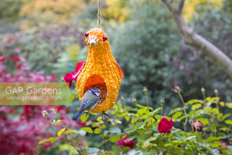 Une mangeoire à oiseaux Courges fabriquée à partir d'une courge et de matériaux naturels, conçue pour ressembler à un canard, un poulet ou un oiseau