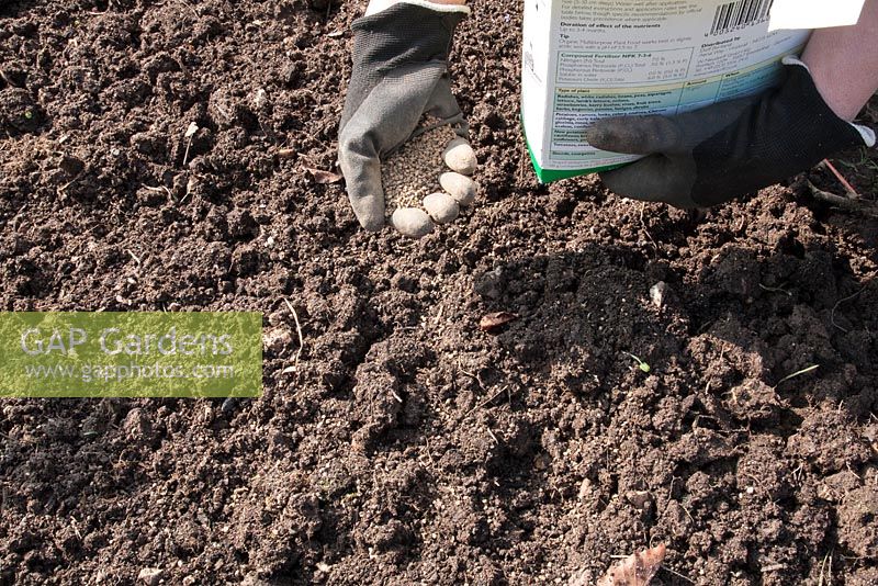 Plantation de séquence de fraises - Application d'engrais organique au sol