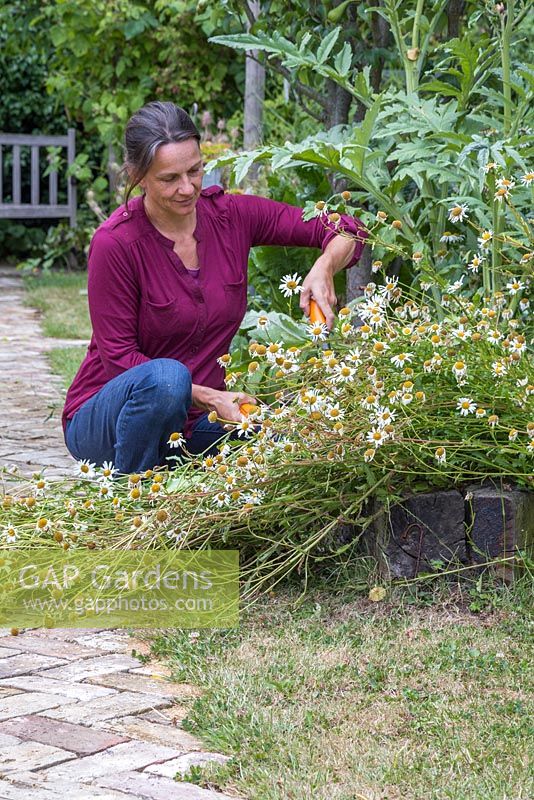 Dégagement d'un chemin de jardin obstrué. Une femme coupe la marguerite Oxeye épuisée pour effacer le chemin