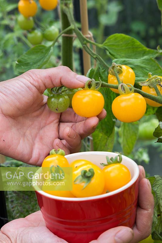Récolte de tomates 'Sungold' - Lycopersicon lycopersicum