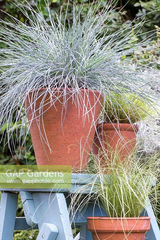 Festuca glauca 'Intense Blue', Carex comans 'Frosted Curls' et herbes mixtes sur échelle bleue