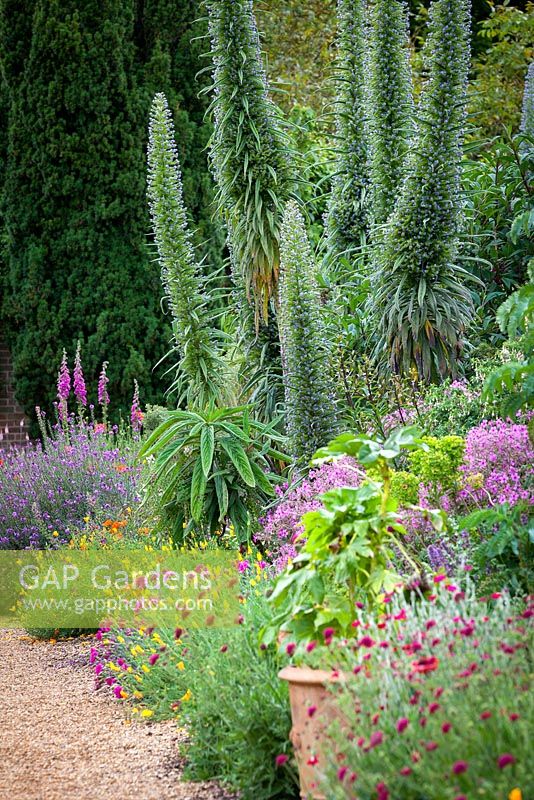 Long parterre de fleurs exotiques au Felbrigg Hall Walled Garden à Norfolk avec Echium pininana. Juin, été.