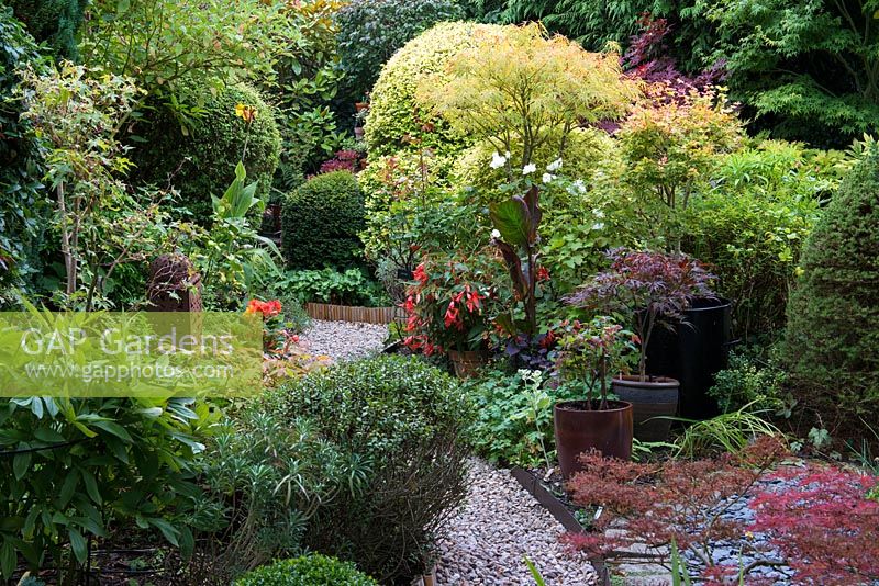 Un jardin de ville luxuriant avec des cannas, des bégonias, des ifs topiaires et un groupe de pots plantés d'Acer 'Linearilobum', 'Peve Dave' et Winter Flame '.