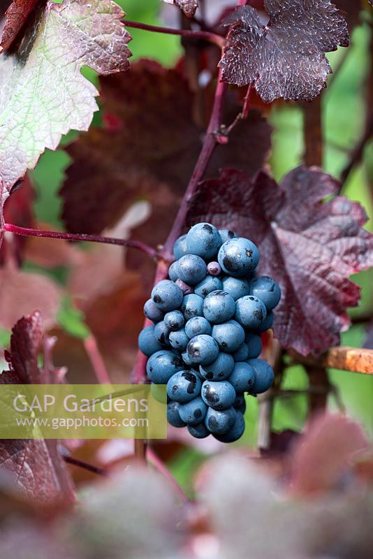 Vitis 'Brandt', une vigne avec une superbe couleur d'automne produisant de petits raisins doux et comestibles.