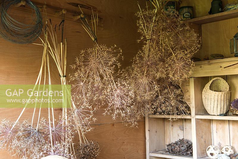 Un pavillon d'été est rempli de grosses têtes de semence d'Allium cristophii et d'Allium 'Purple Sensation', suspendues à l'envers pour sécher.