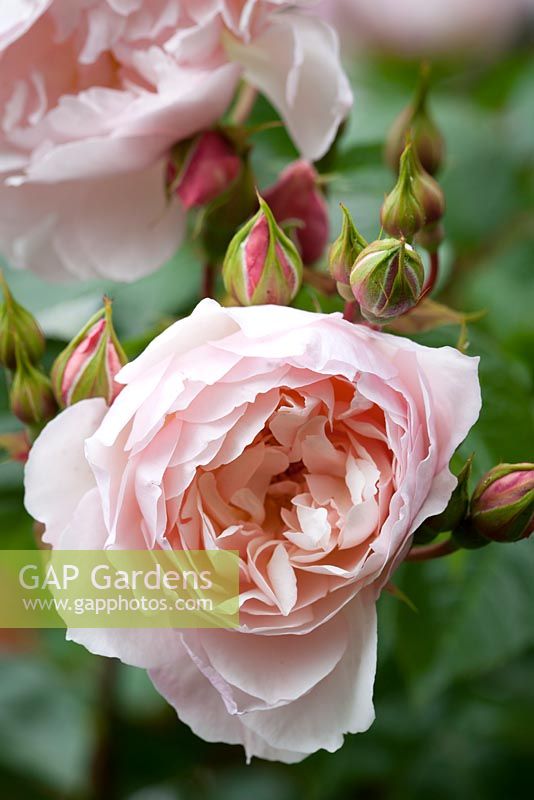 Rosa The Generous Gardener - 'Ausdrawn'