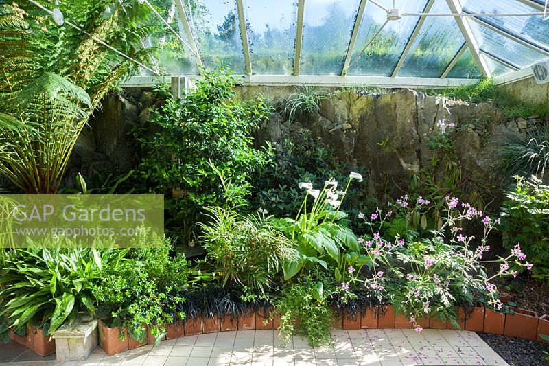 Conservatoire construit entre la maison et l'affleurement rocheux derrière elle, abrite une gamme d'espèces tendres dont Geranium palmatum, arum lys, aspidistras et une fougère arborescente, Dicksonia antarctica. Windy Hall, Windermere, Cumbria, Royaume-Uni