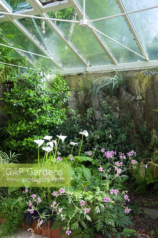Conservatoire construit entre la maison et l'affleurement rocheux derrière elle, abrite une gamme d'espèces tendres, y compris Geranium palmatum et lys arum. Windy Hall, Windermere, Cumbria, Royaume-Uni