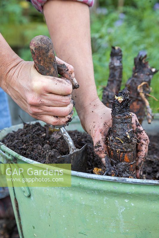 Plantez les couronnes de rhubarbe divisées dans un pot approprié, en veillant à ce qu'elles soient espacées uniformément, ce qui permet de la croissance