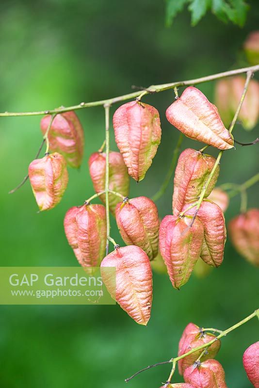 Koelreuteria paniculata - têtes de semence d'arbre de pluie dorée