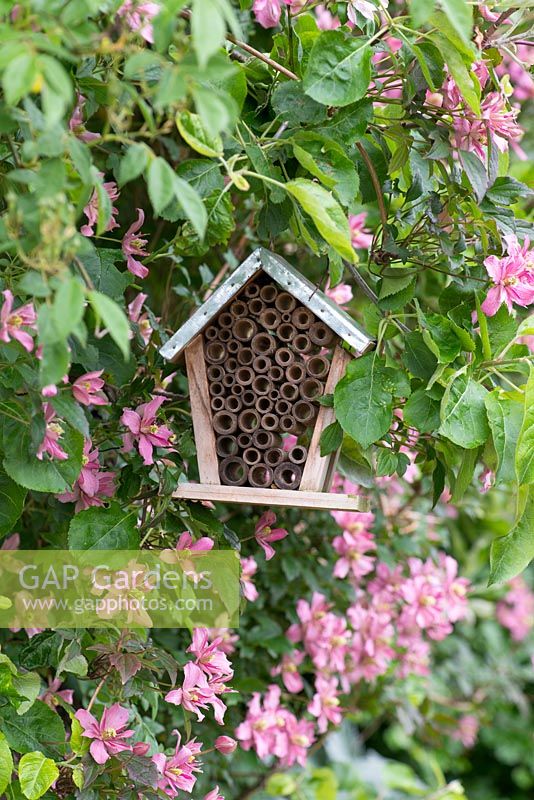 Une maison d'abeilles, nichée au milieu de Clematis montana 'Broughton Star '.