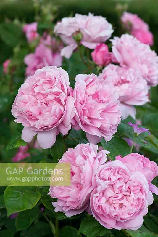Rosa 'Mary Rose', double arbuste rose parfumé, juin.
