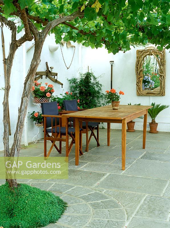 Véranda intérieure avec vitis, pélargonium en pots, collection d'outils anciens, Plumbago auriculata - Cape Leadwort, table et chaises en bois