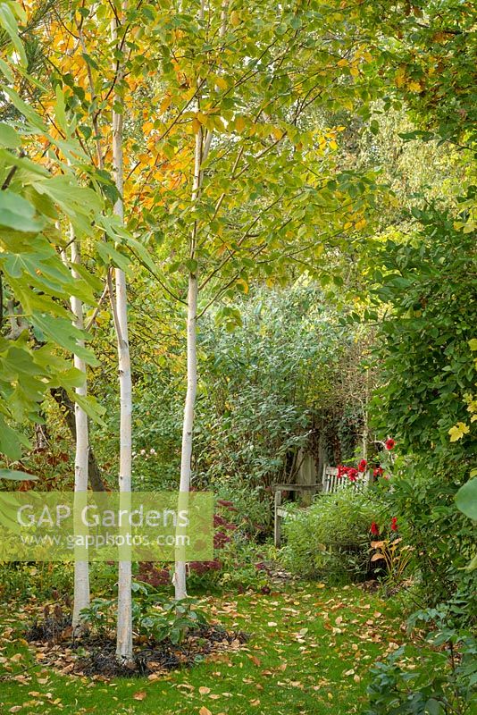 Vue d'une partie isolée d'un jardin de ville long et étroit en automne avec un banc en bois et un groupe de trois jeunes bouleaux sous-plantés d'hellébores.