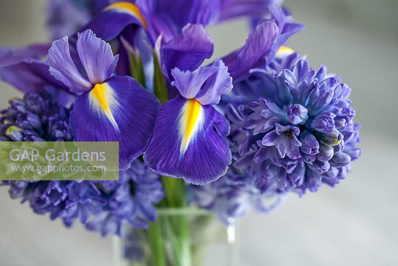 Bouquet d'iris hollandais et de jacinthe dans un vase en verre