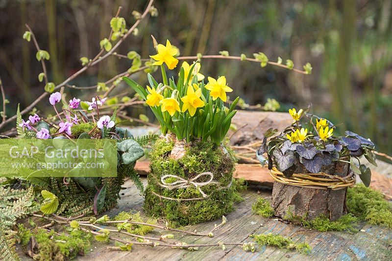 Cyclamen coum, Narcissus et Ranunculus ficaria 'Brazen Hussy' planté en pots naturels avec mousse, frondes de fougère et écorce d'arbre