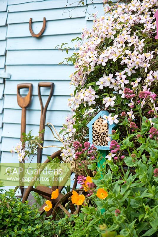 Jardinage de la faune - jardin au début de l'été avec boîte à insectes montée sur poteau placée parmi les fleurs de Clematis Montana.
