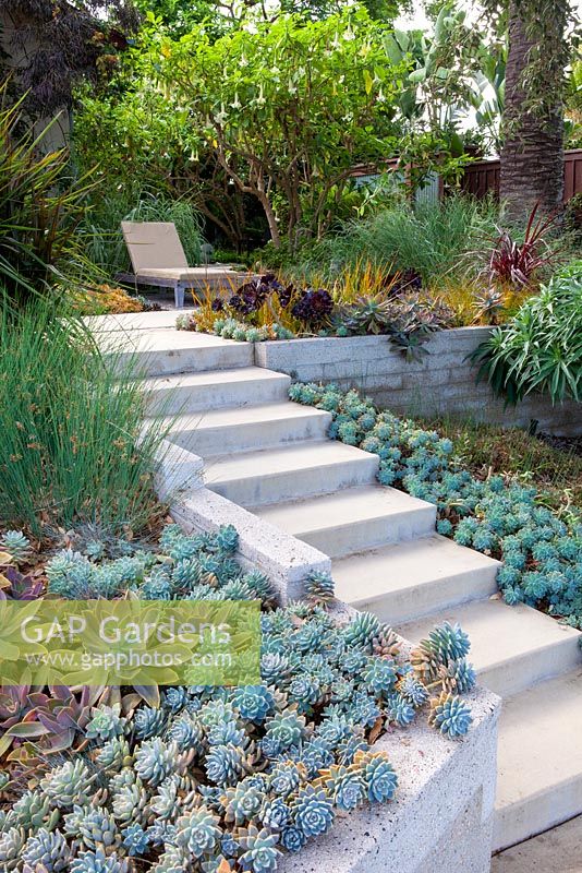Vue des marches en béton plantées de chaque côté avec des plantes succulentes avec transat. Jardin de Debora Carl, Encinitas, Californie, USA. Août.