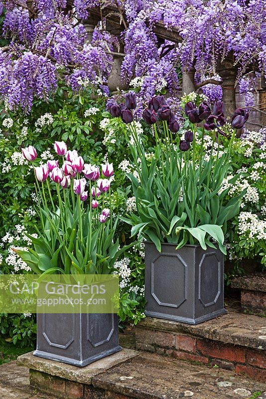 Pashley Manor Gardens, Kent, UK - Montrant des pots sur les marches avec Tulipa 'Queen of the Night', Tulipa 'Flaming Baltic' - Glycine, Choisya ternata en arrière-plan