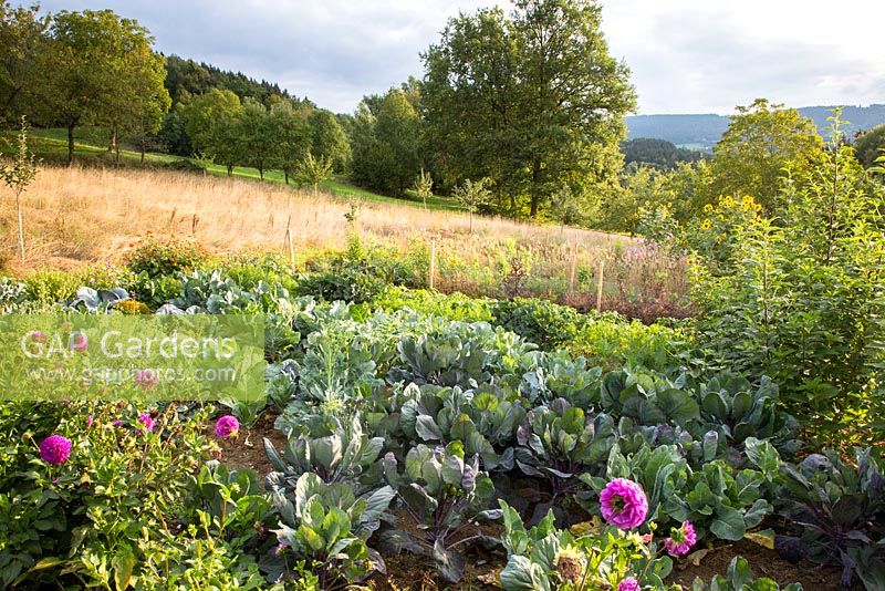 Jardin rural avec des légumes et des fleurs intégrés dans le paysage naturel. Salades, chou rouge, Dahlia, Helianthus annus, Helianthus tuberosus et Tithenia rotundifolia