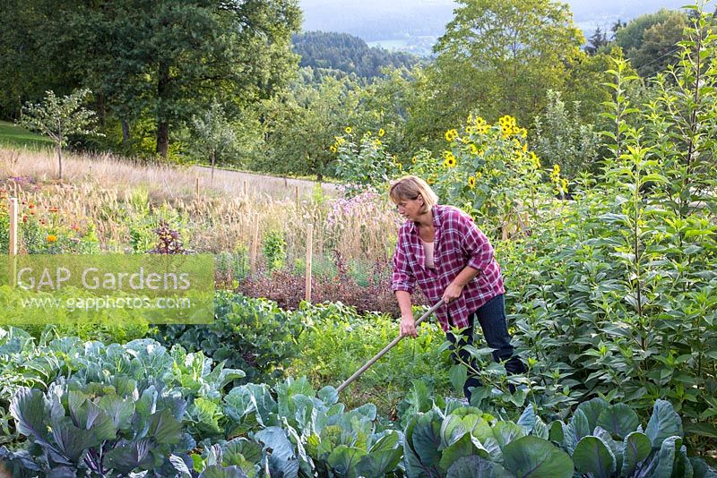 Katrin Schumann travaille son acre de légumes dans la forêt bavaroise. Les plantes sont le brocoli, les carottes, les salades, les tournesols, Helianthus annus et Helianthus tuberosus