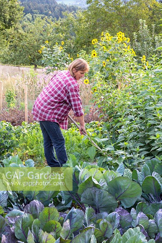 Katrin Schumann travaille son acre de légumes dans la forêt bavaroise. Les plantes sont le chou rouge, le tournesol, Helianthus annus, Helianthus tuberosus