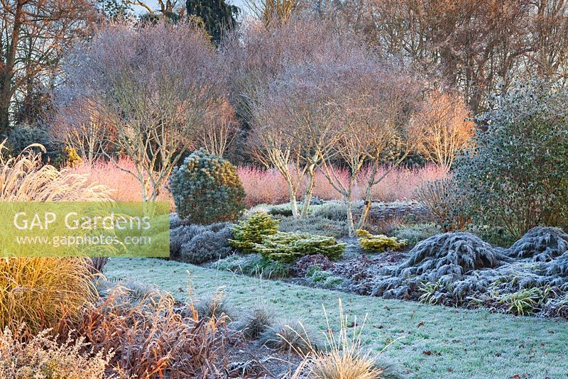 Le jardin d'hiver, les jardins de Bressingham, Norfolk, Royaume-Uni. Conception: Adrian Bloom
