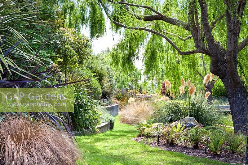 Grands saules et autres graminées et arbustes indigènes au jardin Bhudevi Estate, Marlborough, Nouvelle-Zélande.