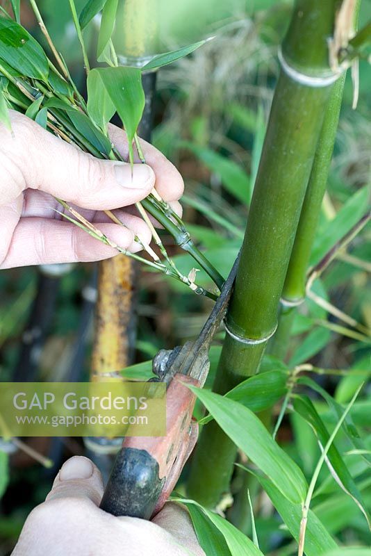 Culture du bambou - Phyllostachys nigra Bambou à tige noire. Coups de poing minces avec des sécateurs jusqu'à une hauteur de 1 à 2 mètres