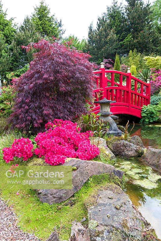 Un pont enjambe un étang ornemental dans le jardin japonais à Mount Pleasant Gardens, Kelsall, Cheshire photographié en juin. Les plantes comprennent les rhododendrons, Alchemilla mollis, les azalées, les fougères et les palmatums Acer