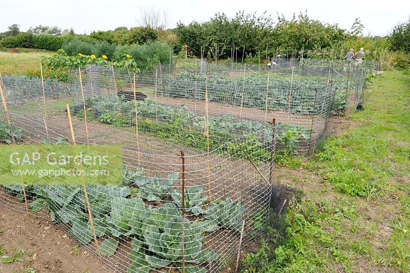 Brassicas avec clôture et filet pour la protection contre les lapins et les oiseaux