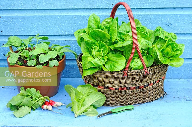 Légumes en pot, laitue, 'Little Gem' poussant dans le vieux panier, et les radis en pot de fleurs en terre cuite, UK, juin