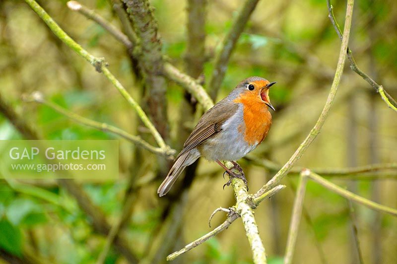 Oiseau de jardin, Robin, chantant au printemps, UK, Mai