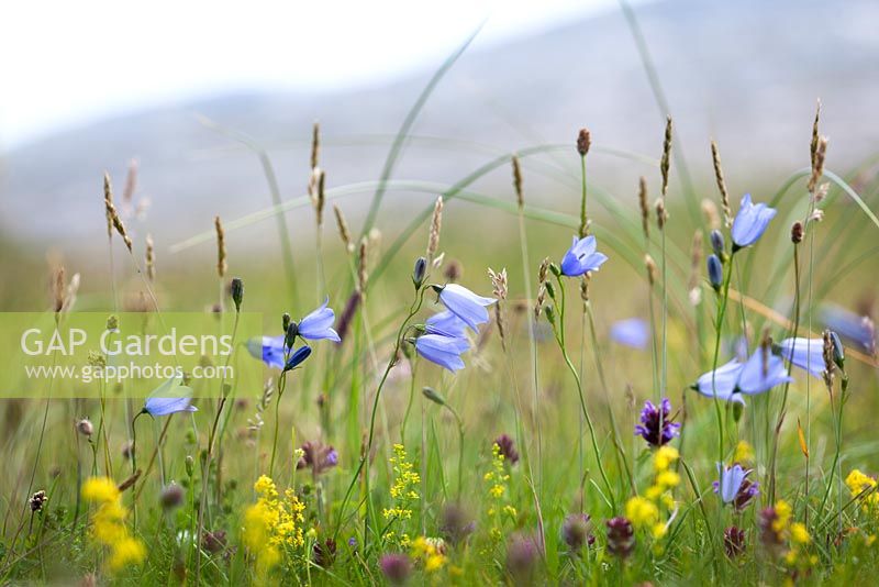 Campanula rotundifolia - Harebells poussant à l'état sauvage sur South Harris, Hébrides extérieures, en Écosse. Bluebell écossais.