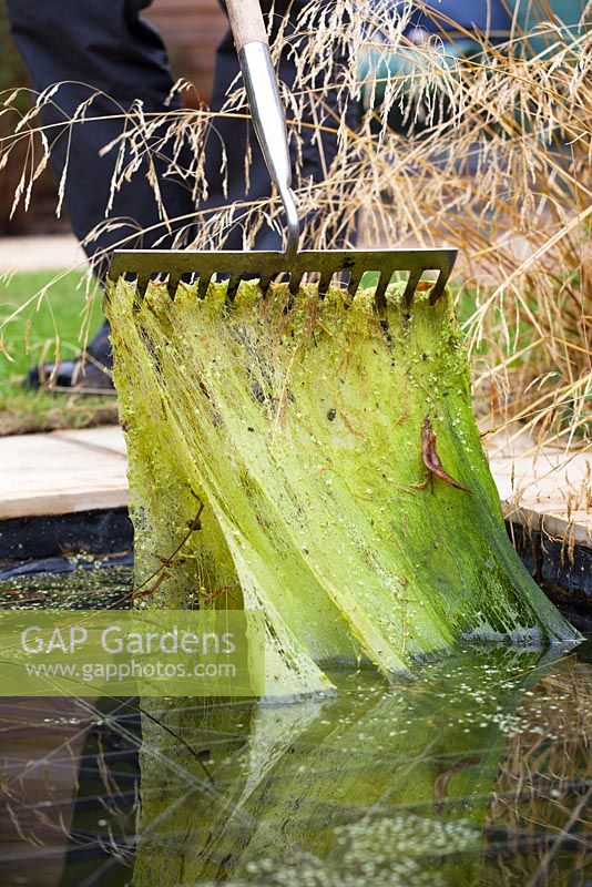 Entretien de l'étang - éliminer les mauvaises herbes de couverture d'un étang avec un râteau