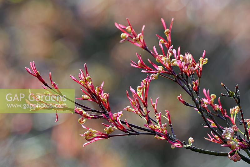 Acer palmatum 'Higasayama' nouvelle croissance des feuilles au début du printemps