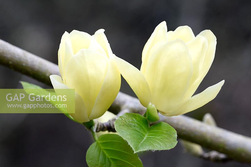 Magnolia 'Lois' montrant des fleurs de couleur crème en avril