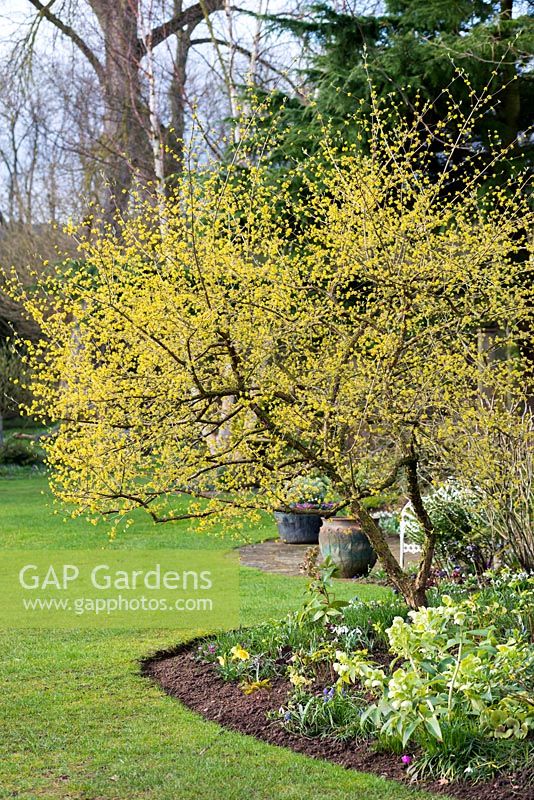 Cornus mas, la cerise cornélienne, un arbuste à feuilles caduques ou un petit arbre qui produit des fleurs jaune vif en hiver.