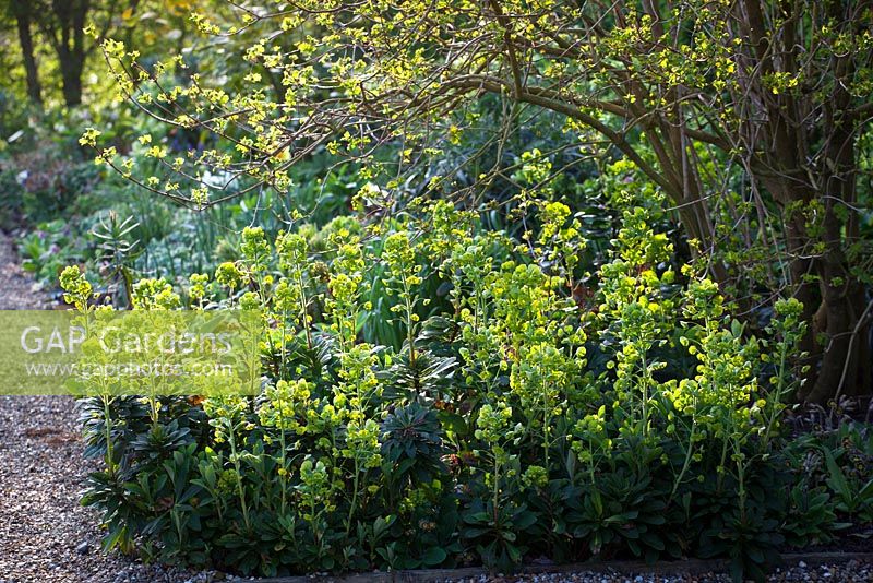 Euphorbia amygdaloides var. robbiae à l'ombre d'un parterre de fleurs à Perch Hill