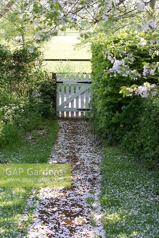 Prunus avium - cerisier sauvage en fleur avec chemin menant à une porte blanche en mai. Gowan Cottage