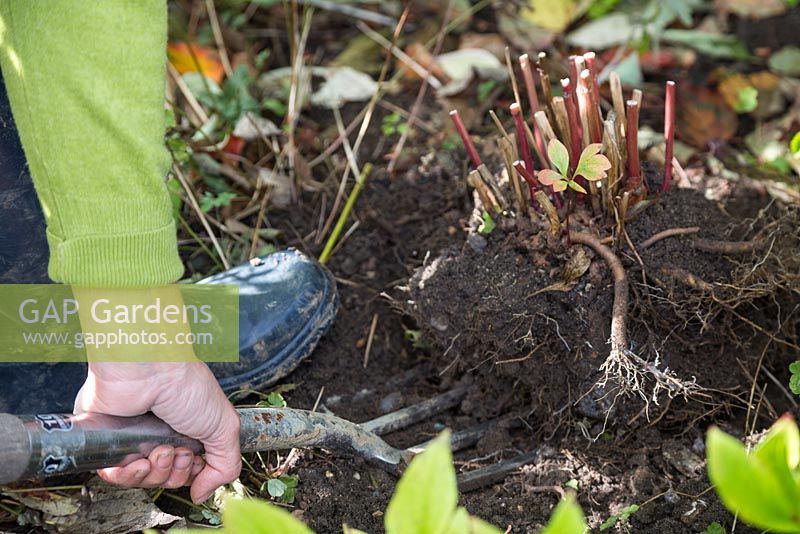 Utiliser une fourche de jardin pour soulever Paeonia du sol