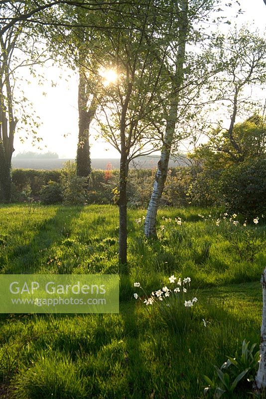 La lumière du soleil à la fin du printemps râteau à travers le jardin boisé éclairant l'écorce de bouleau argenté, Betula pendula