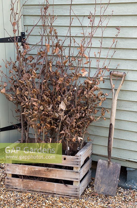 Caisse en bois contenant des plantes Fagus sylvatica à racines nues