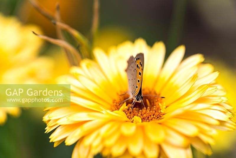 Lycaena phlaeas - Petit papillon en cuivre sur une fleur de Gerbera