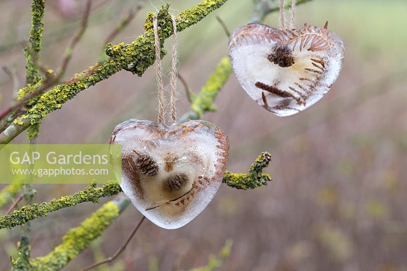 Coeurs congelés faits de cônes de mélèze et de feuillage de fougère, suspendus à une branche recouverte de lichen