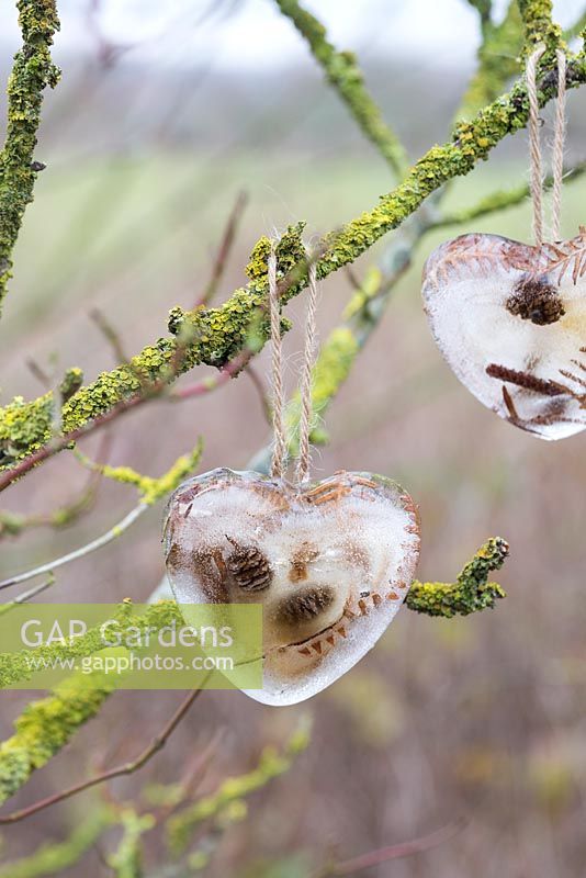 Coeurs congelés faits de cônes de mélèze et de feuillage de fougère, suspendus à une branche recouverte de lichen