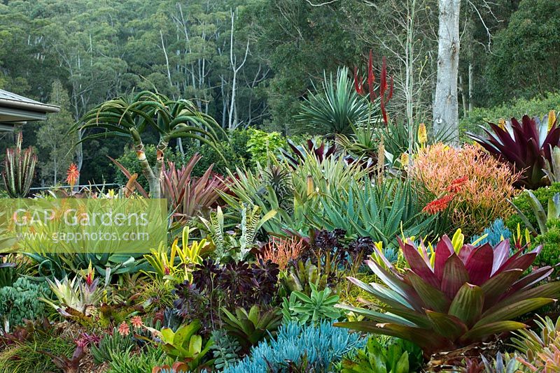 Vue d'un parterre de jardin surélevé montrant une collection de broméliacées colorées et panachées, aeoniums, plantes succulentes, cactus, euphorbes et grandes alcantareas à feuilles marron